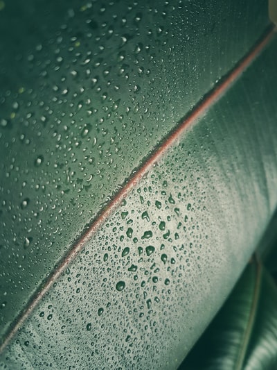 树叶上的雨的宏观照片。